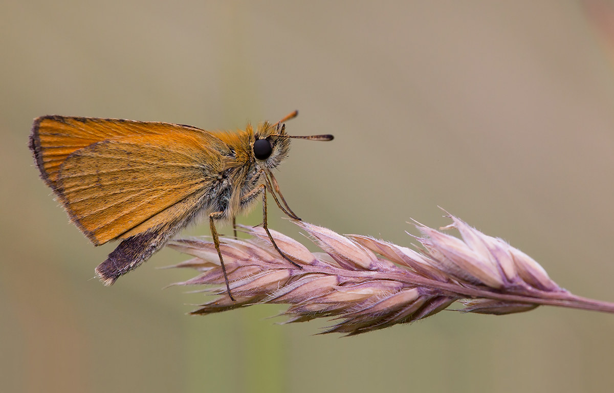 La farfalla e la spiga
