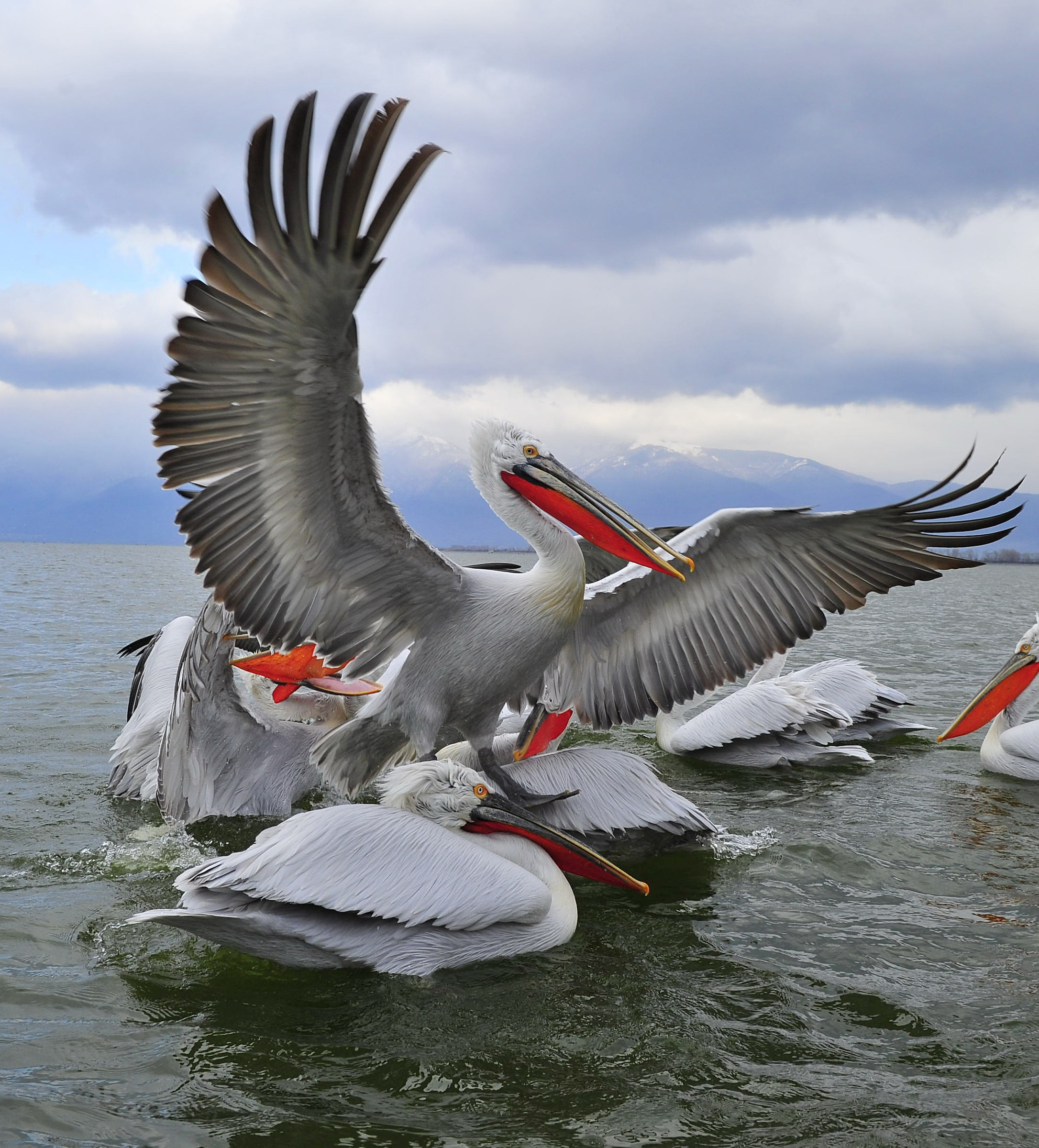 Pelicans Kirkini - the abusive -