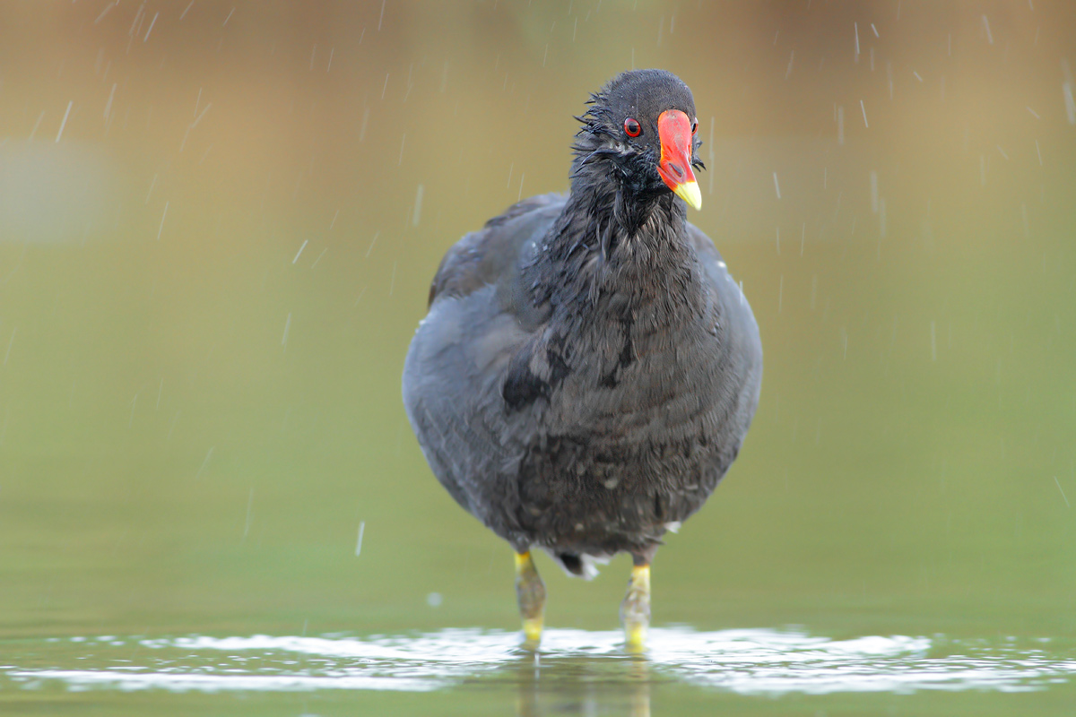 Moorhen