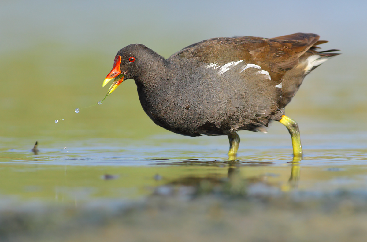 Moorhen