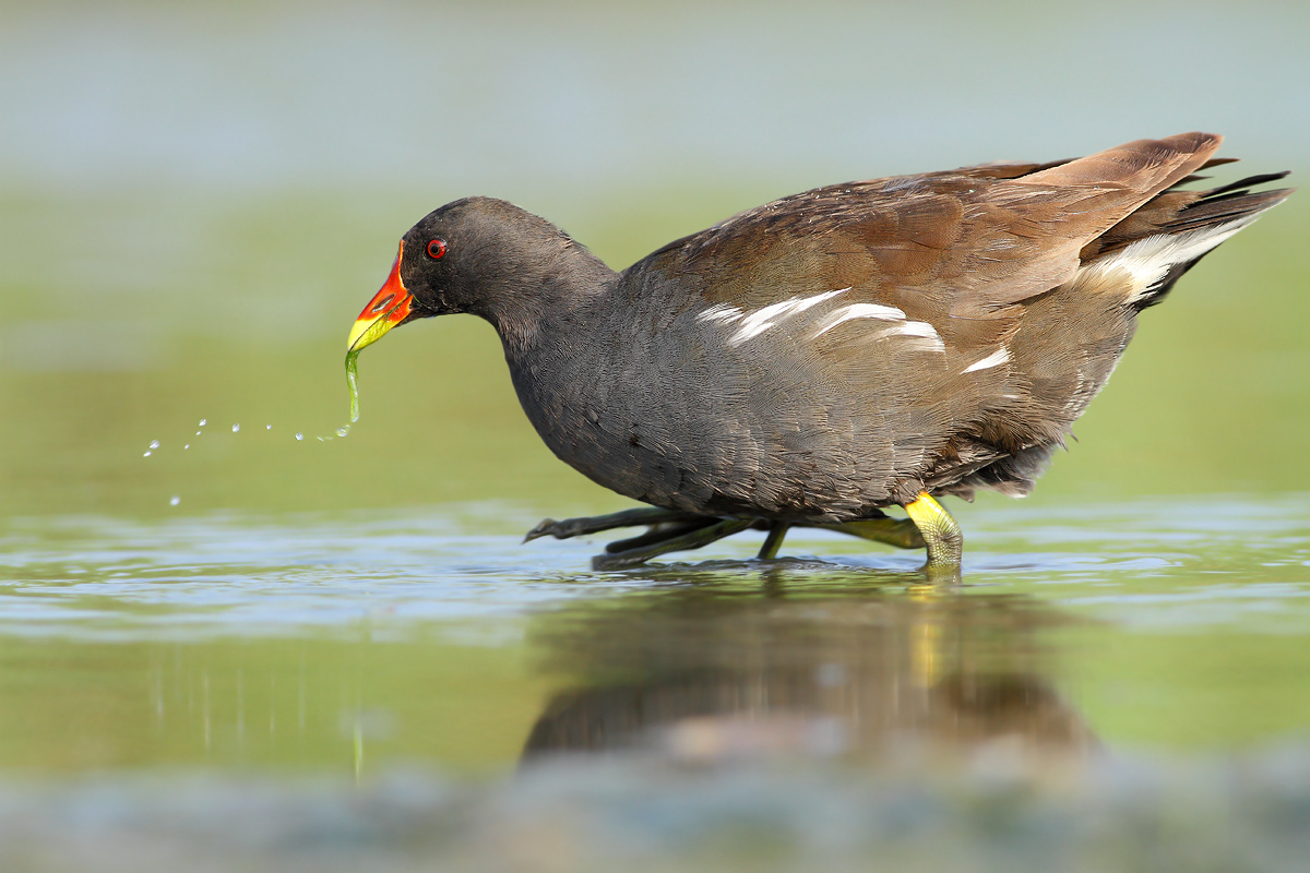 Moorhen