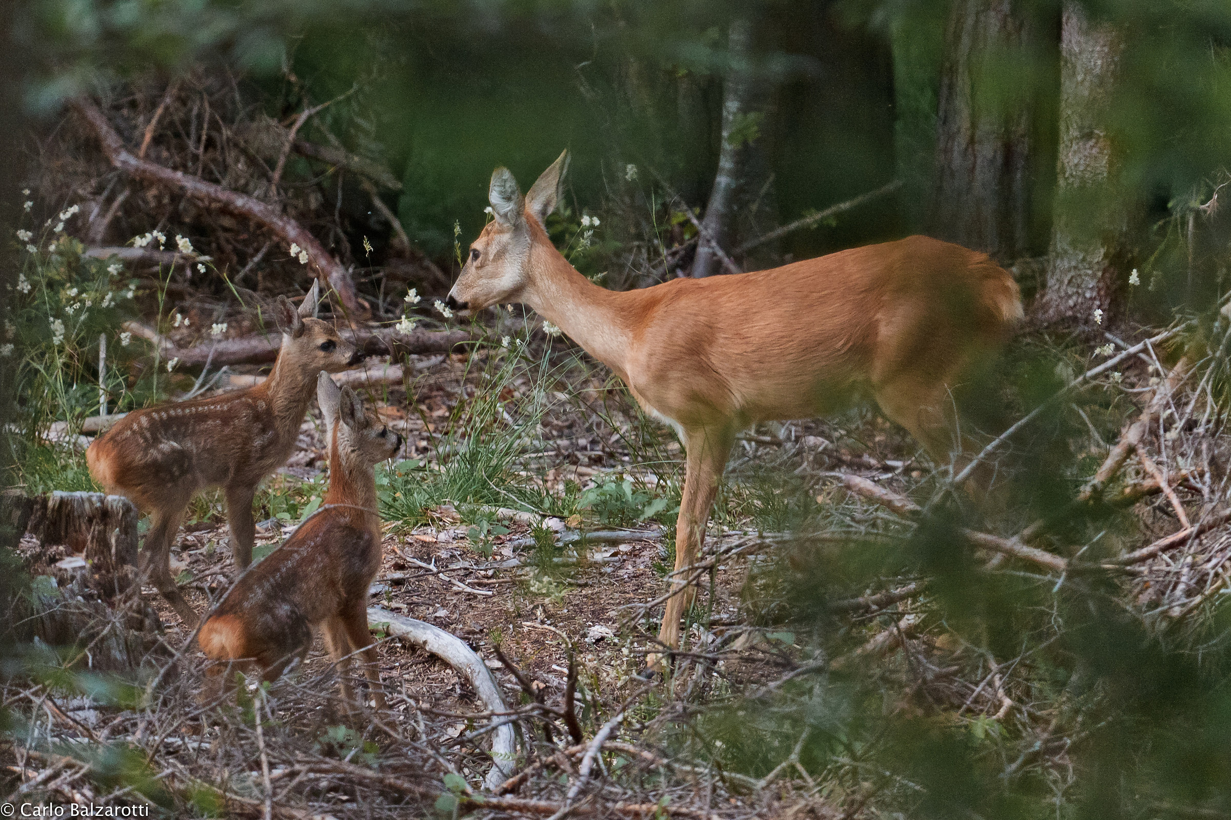 riunione di famiglia