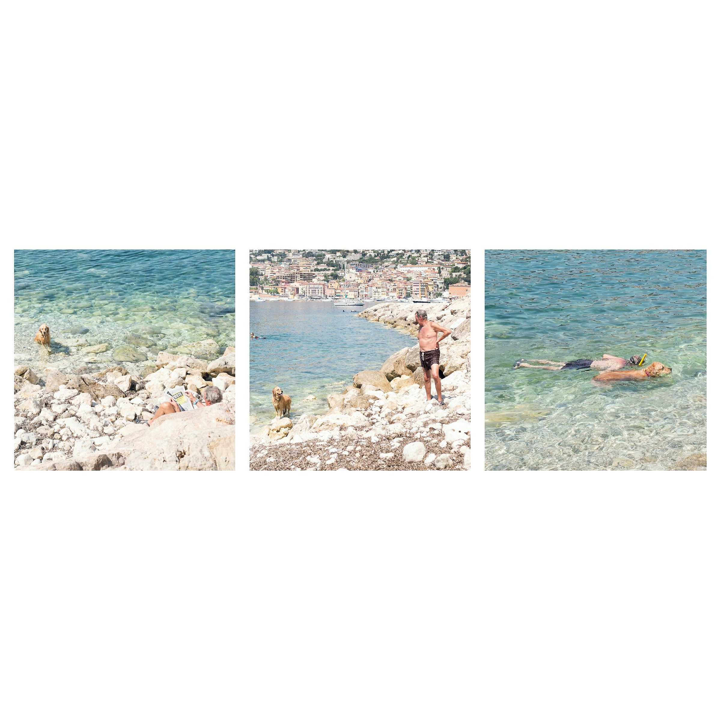 Cani insistenti ottengono quello che vogliono