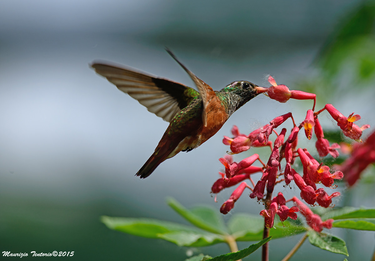Colibrì