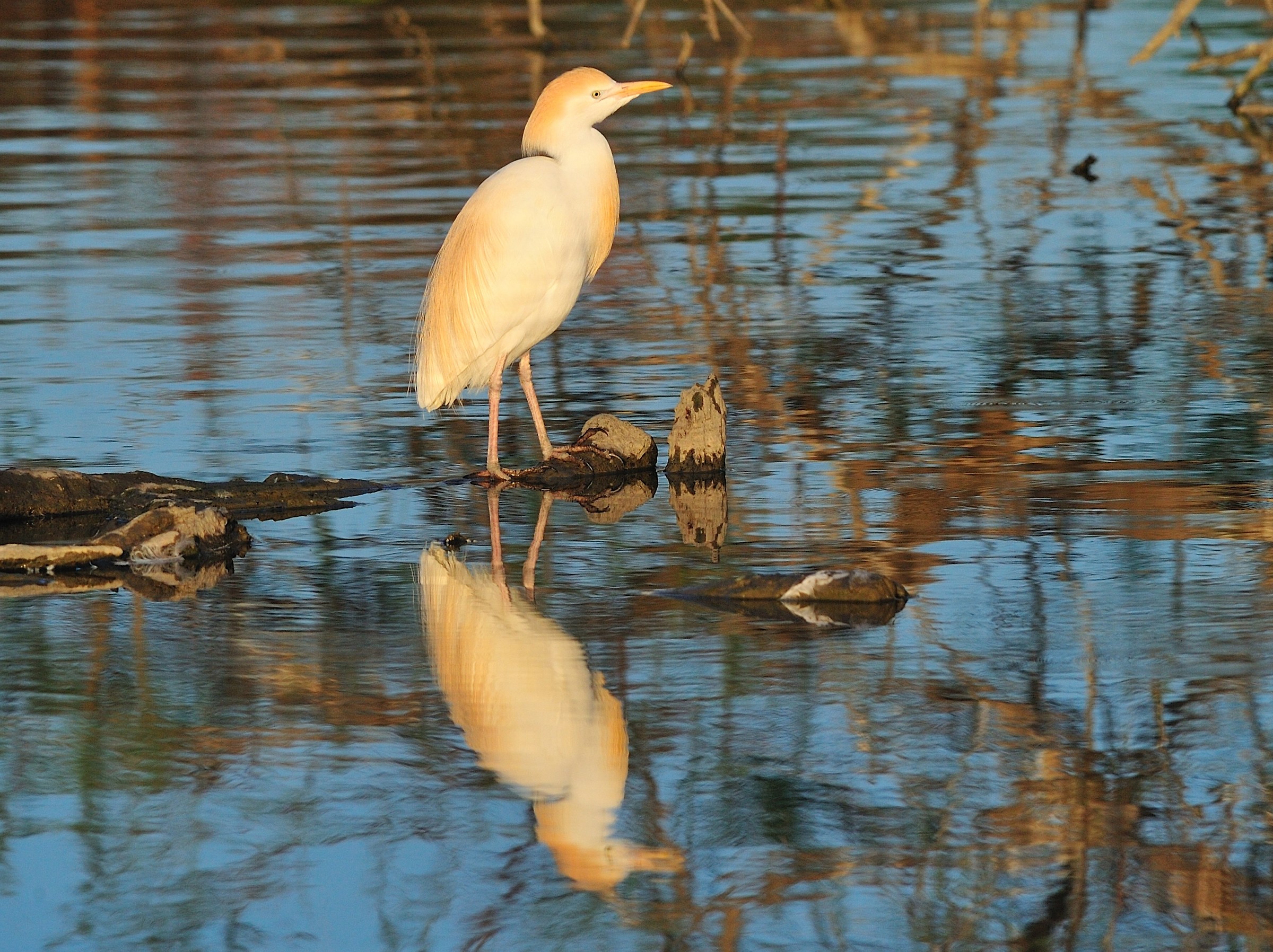 Airone guardabuoi in Camargue