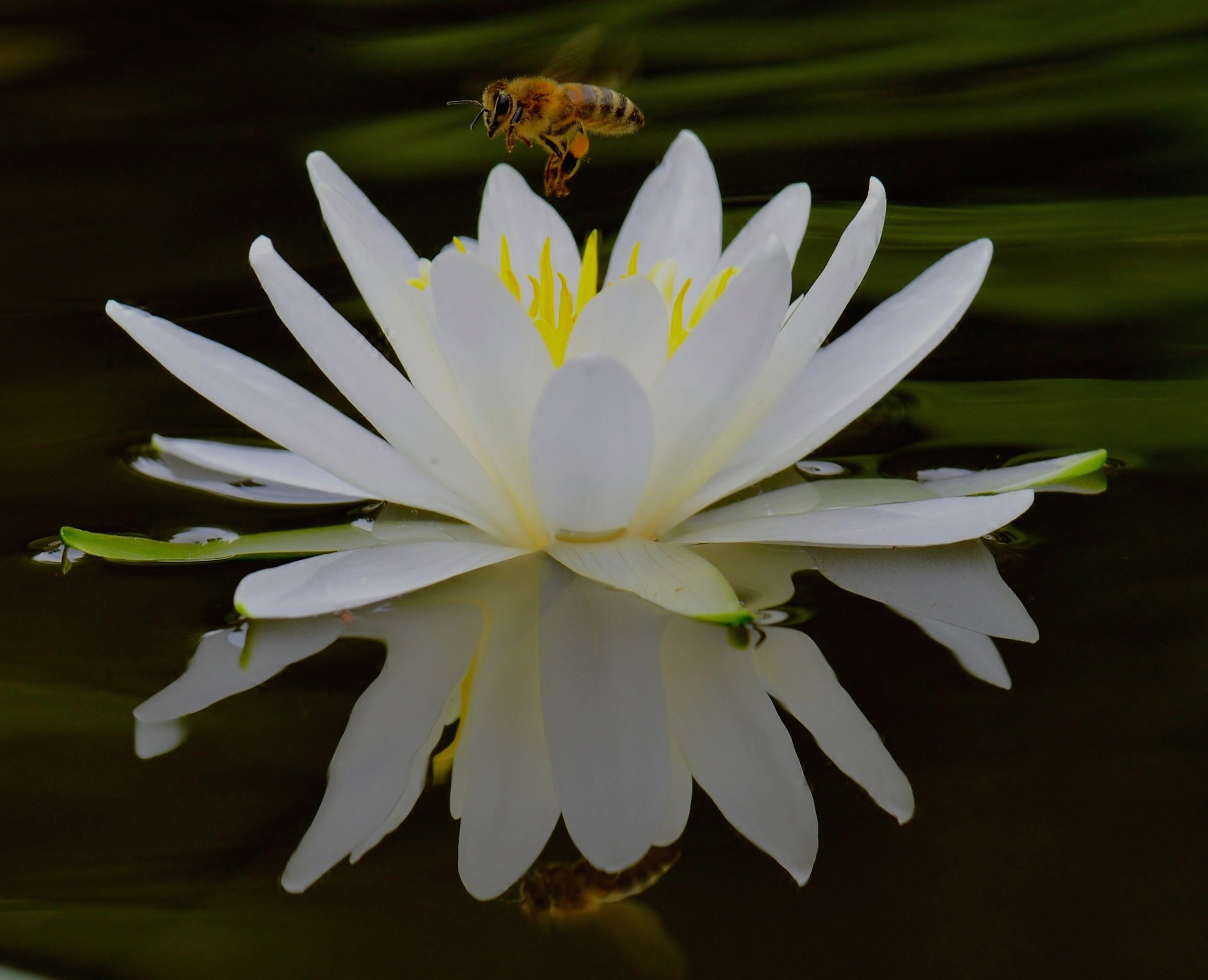 Waterlilies