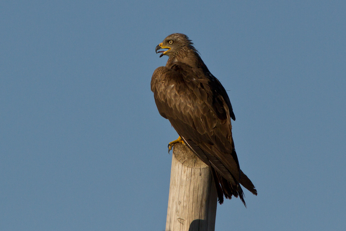 Black Kite