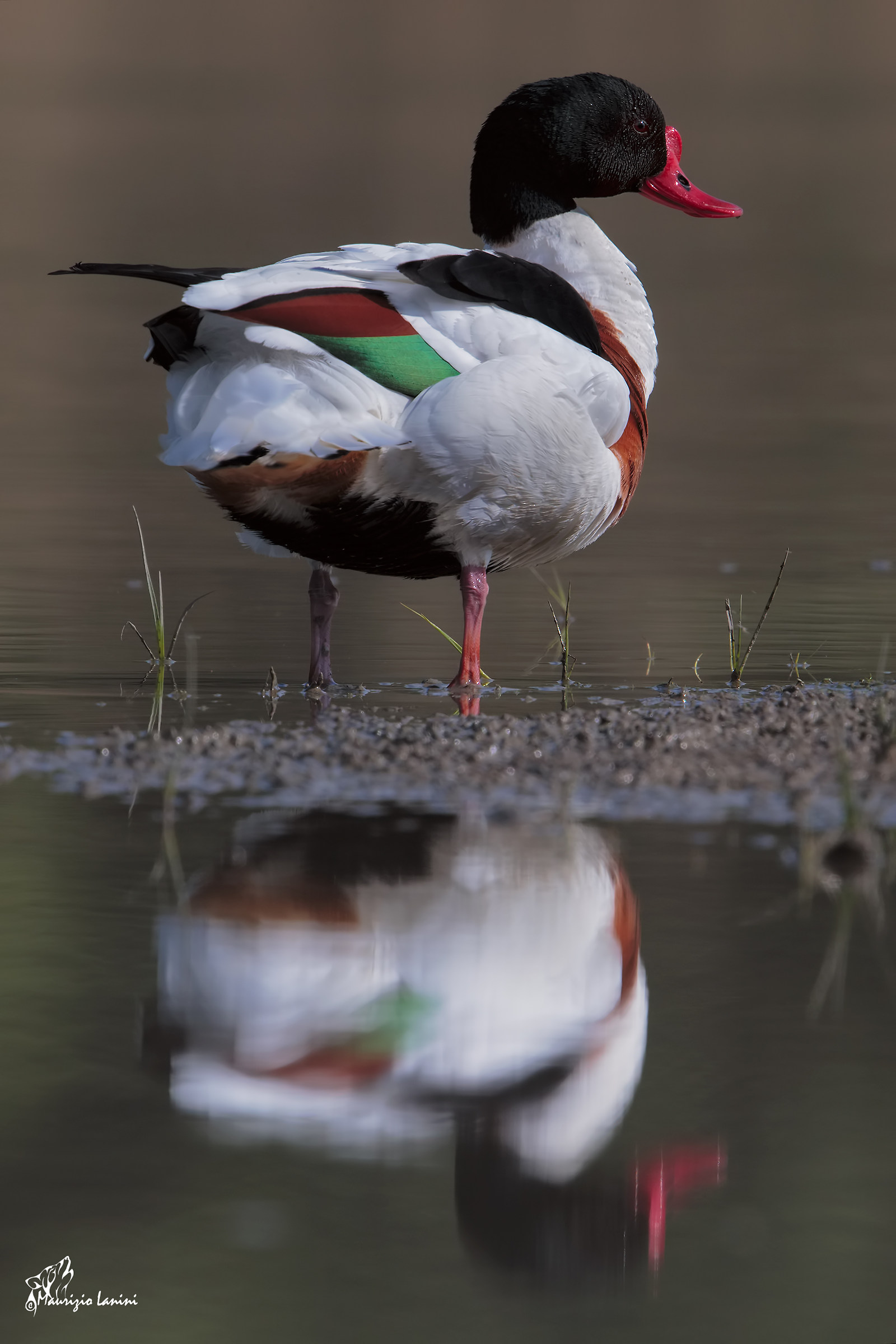 Volpoca allo specchio ( solo HD)