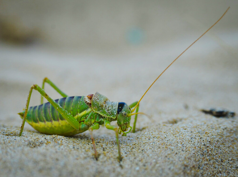 Cricket in the sand ...!