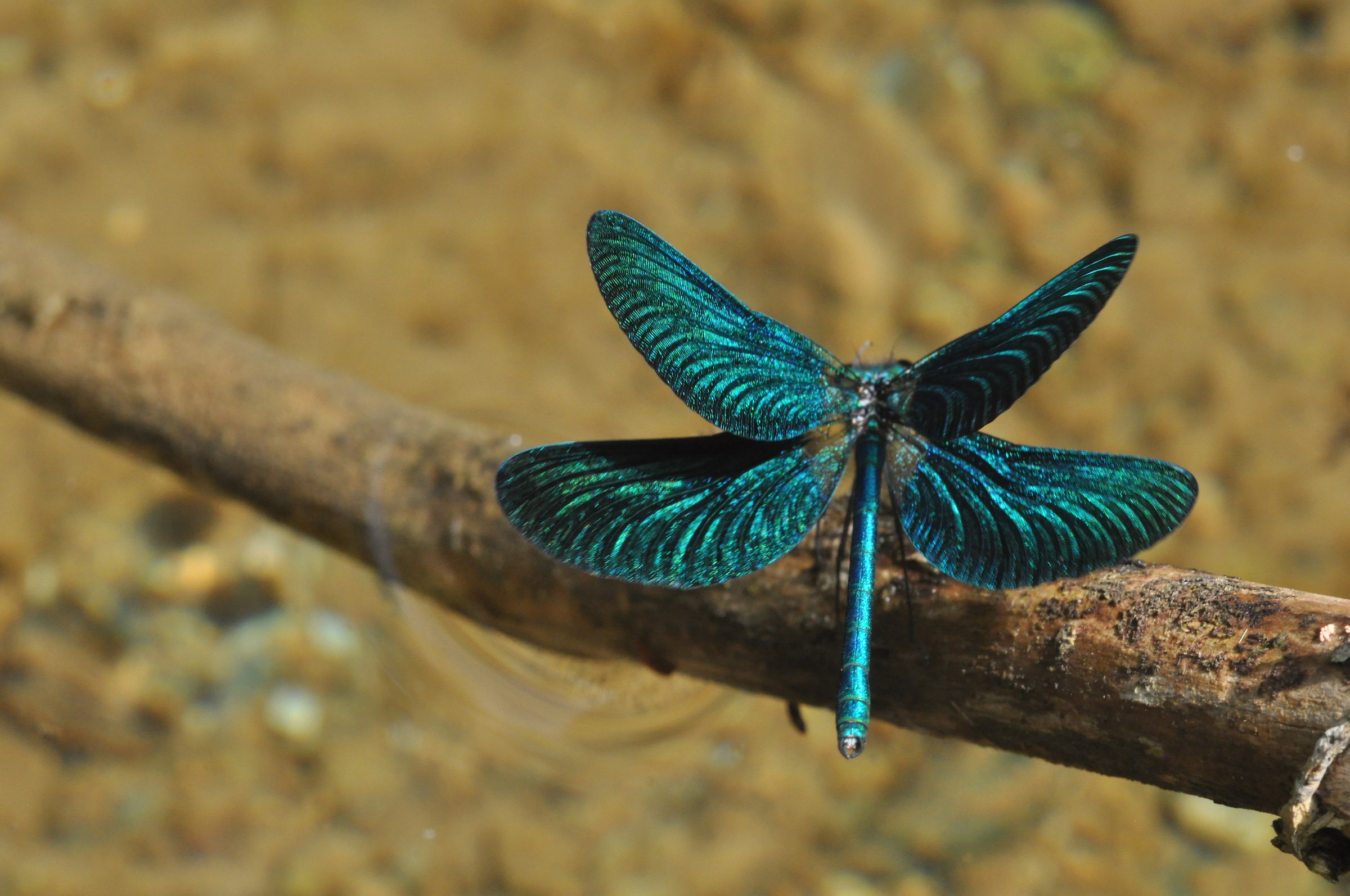 Calopteryx virgo