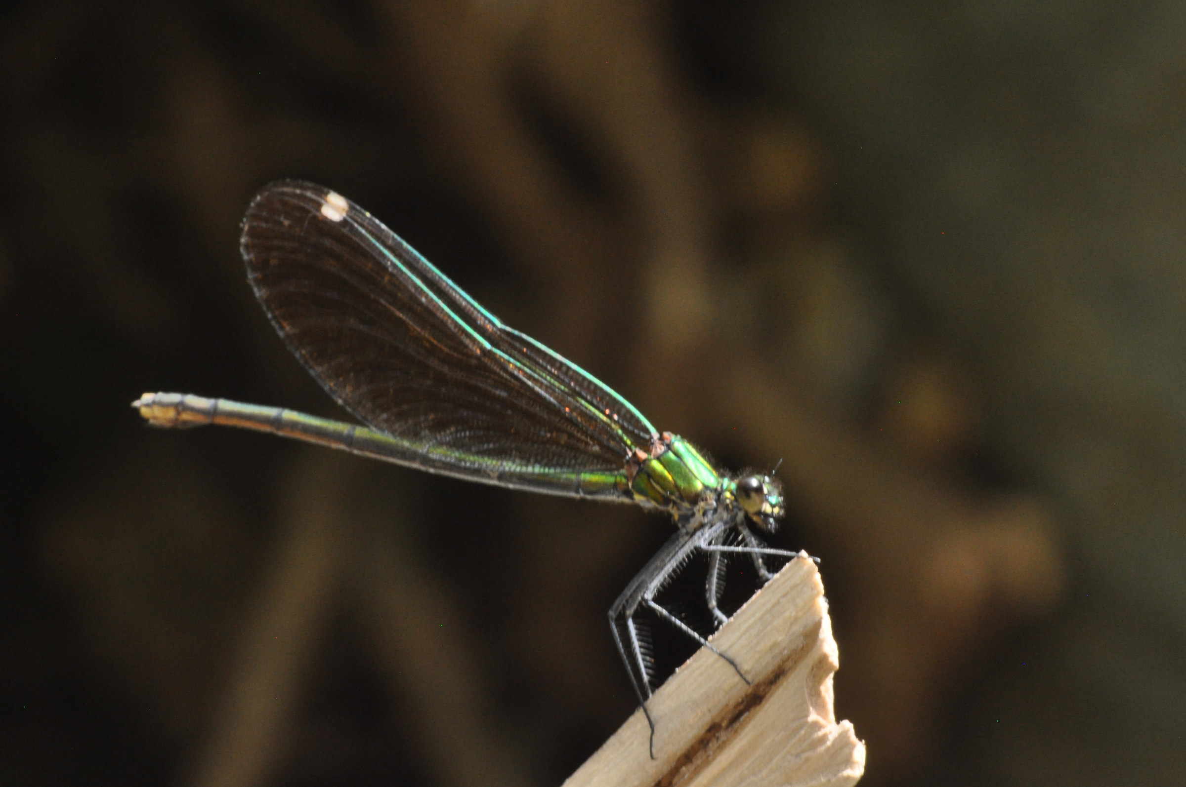 Calopteryx splendens