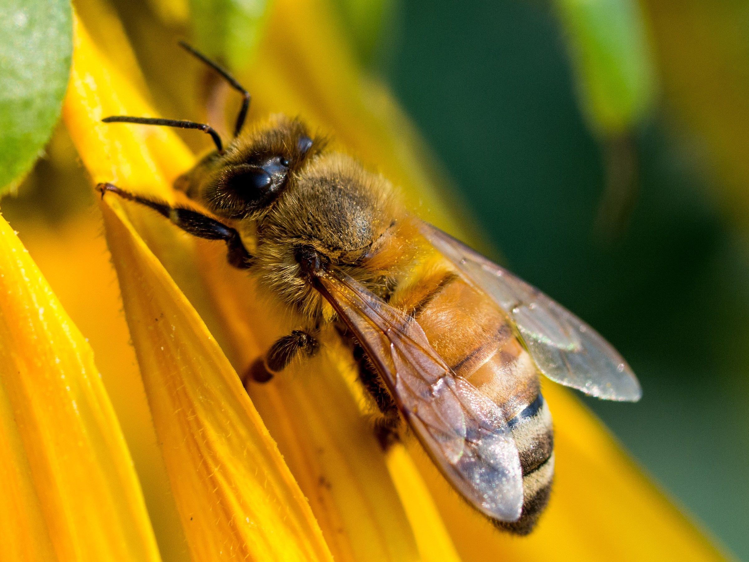 Bee on sunflower