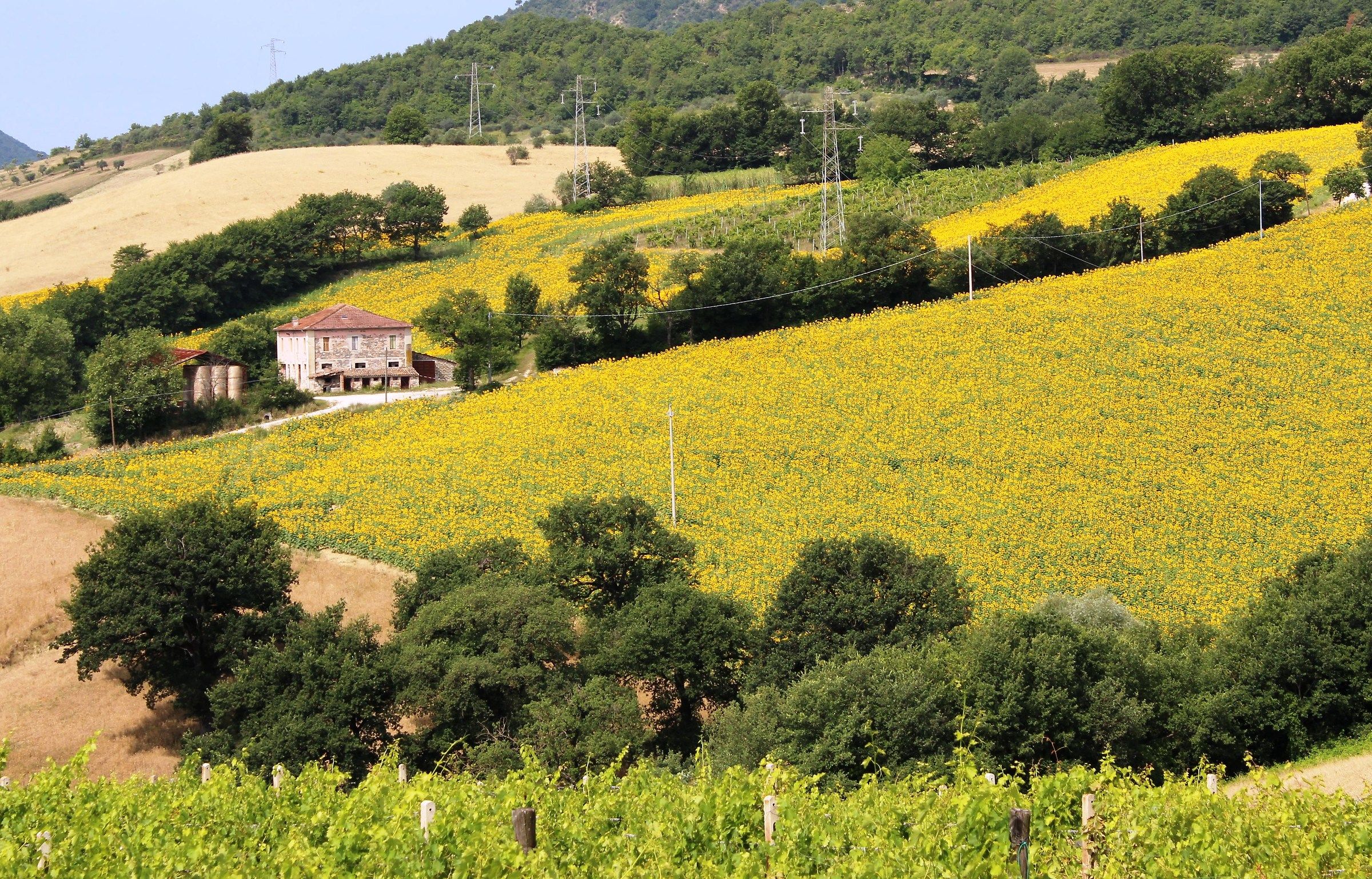 Among sunflowers ...