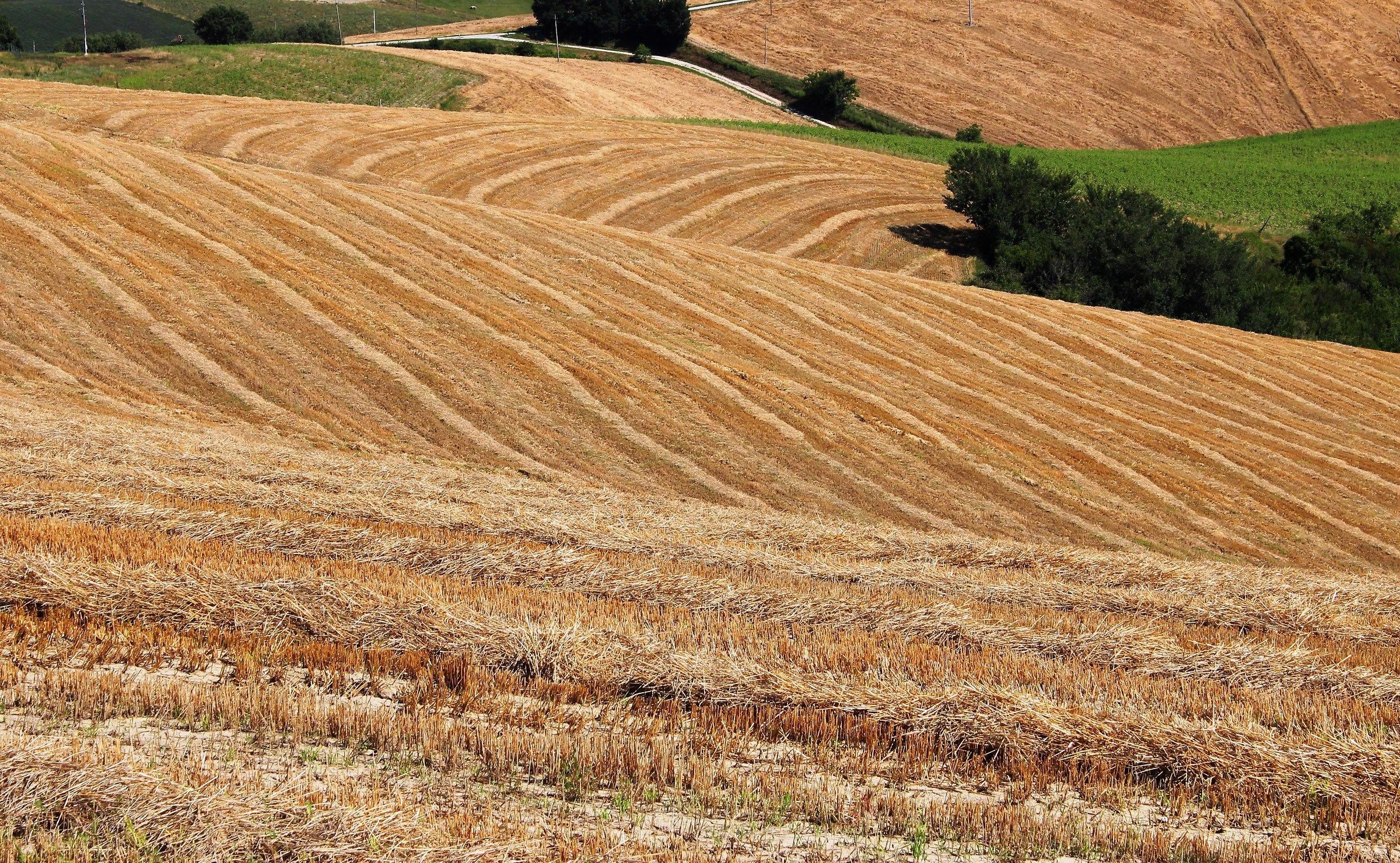 After the harvest ...
