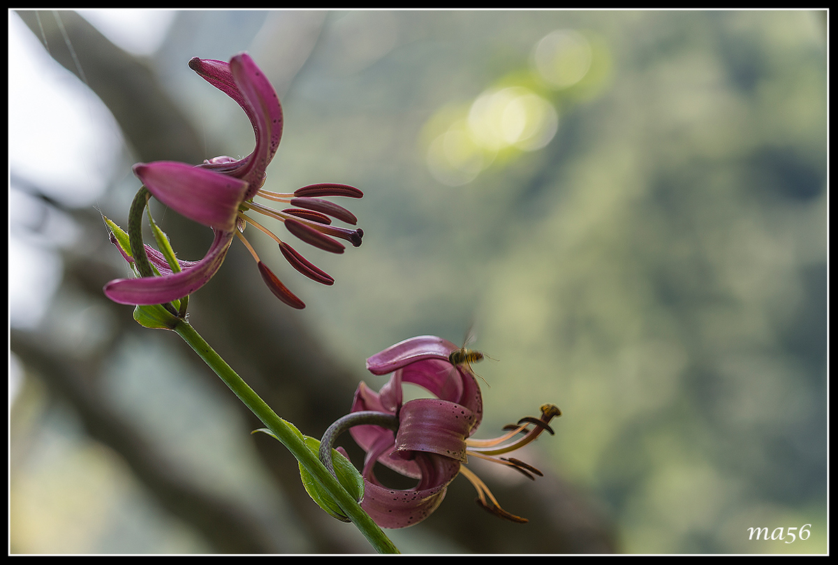 Turk's cap lily