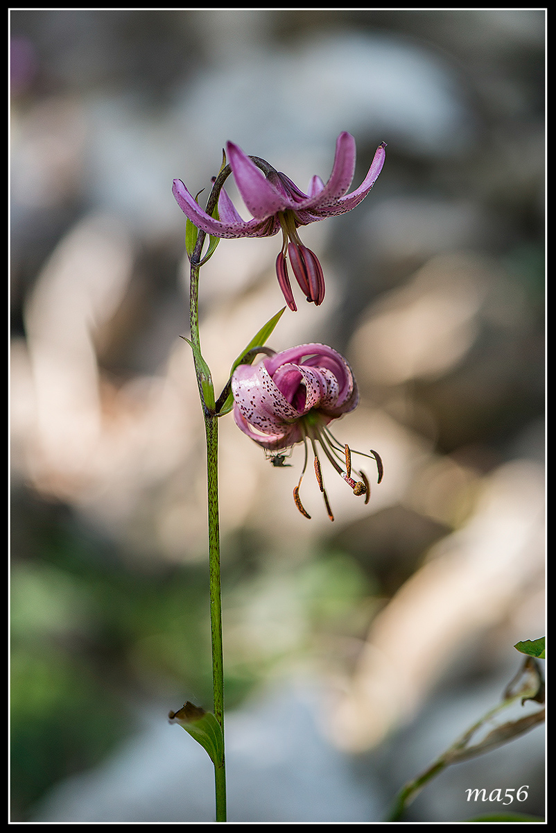 Turk's cap lily