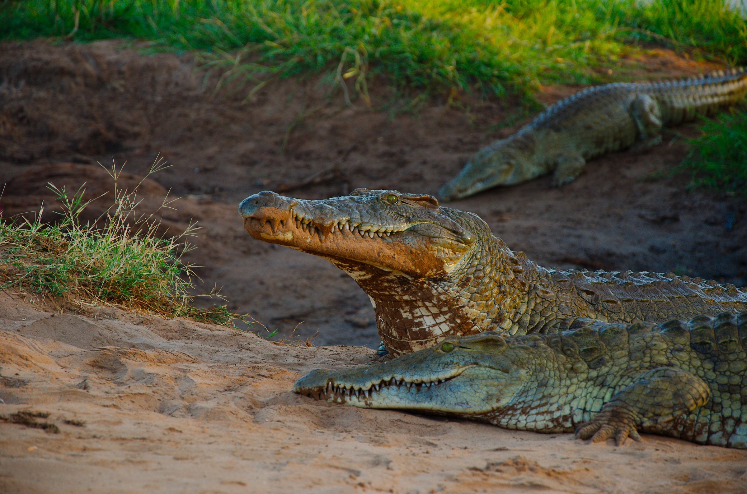 coccodrilli_ tsavo east