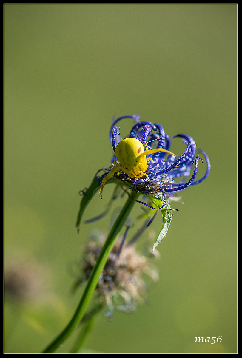 rampions orbicularis