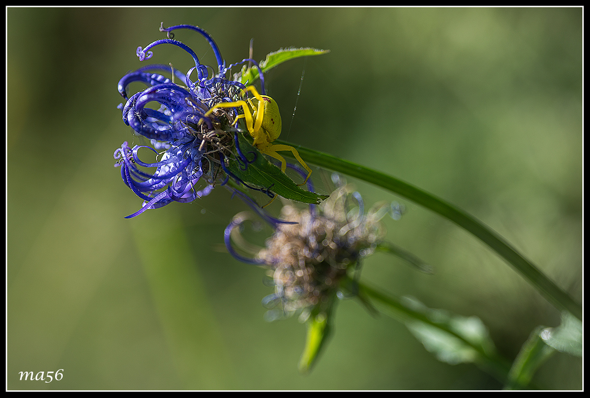 rampions orbicularis