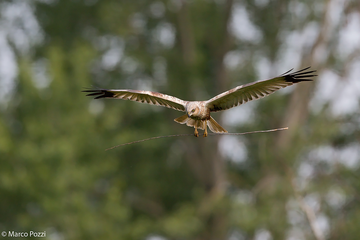 flying over the marsh