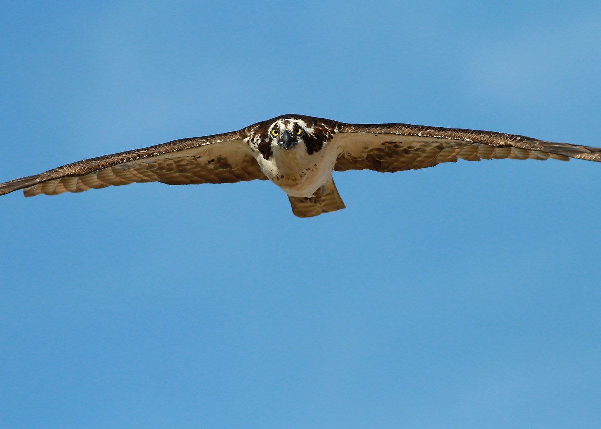 Intentional Menacing