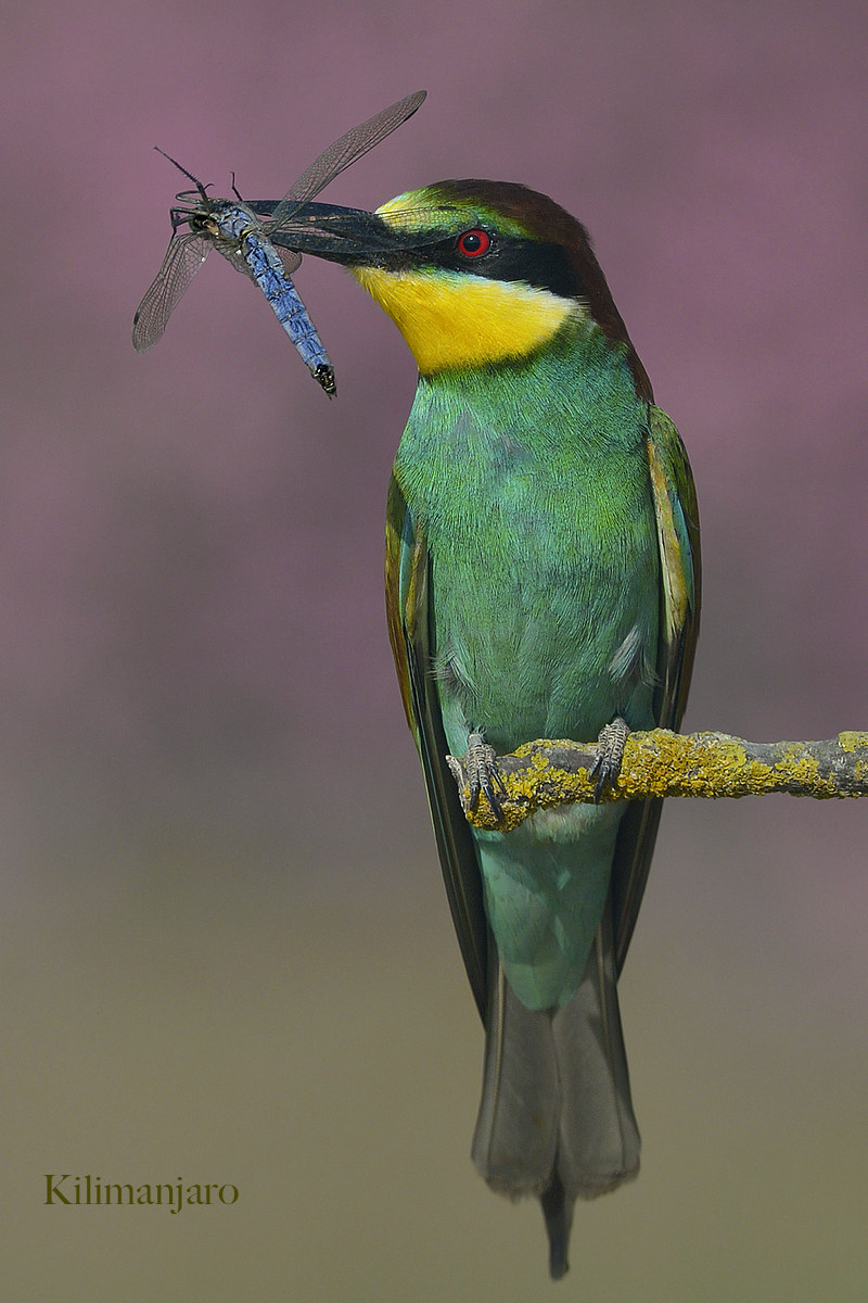 The bee-eater and the dragonfly.