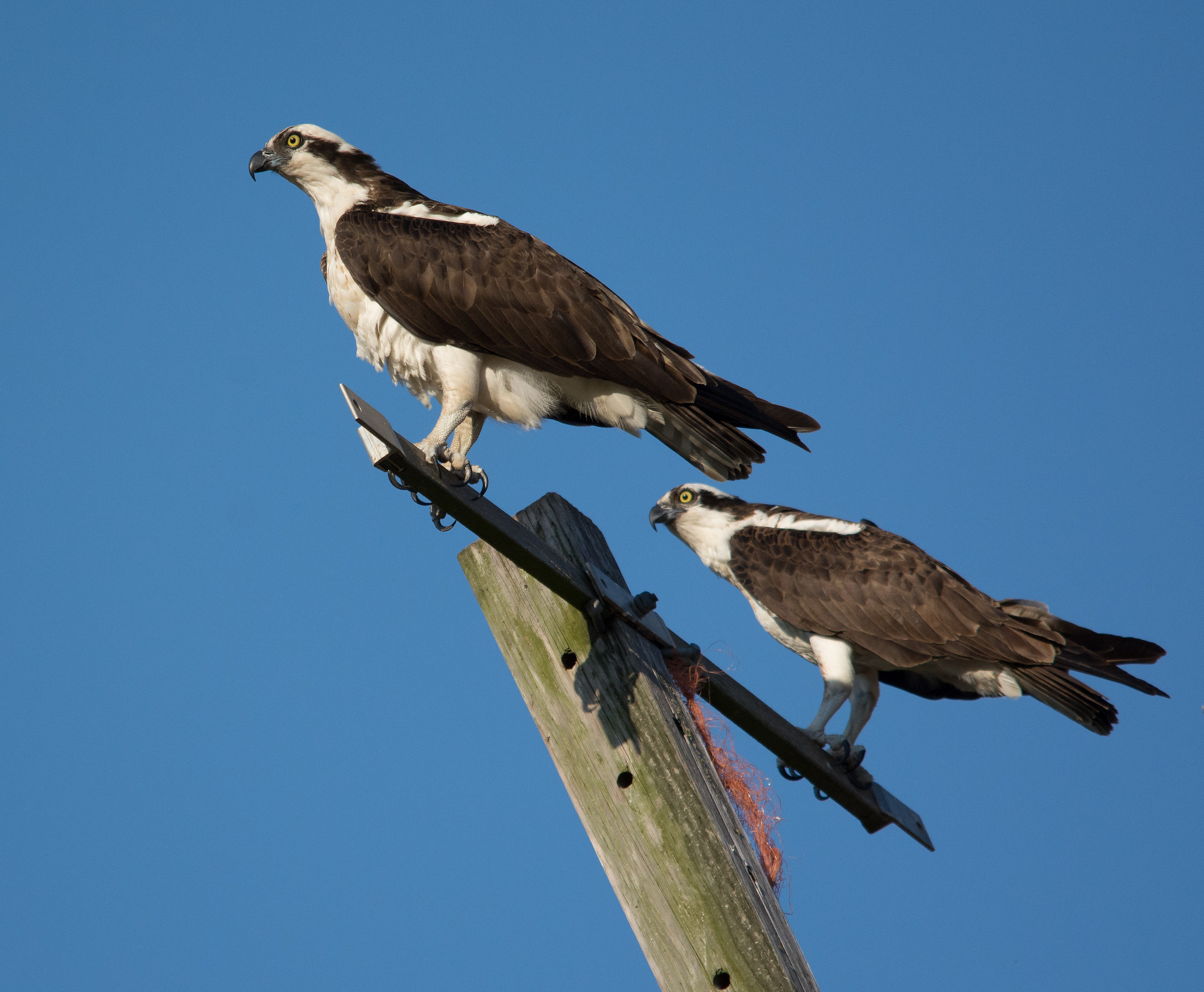 Mamma e papà in attesa che il falco pescatore a schiu...
