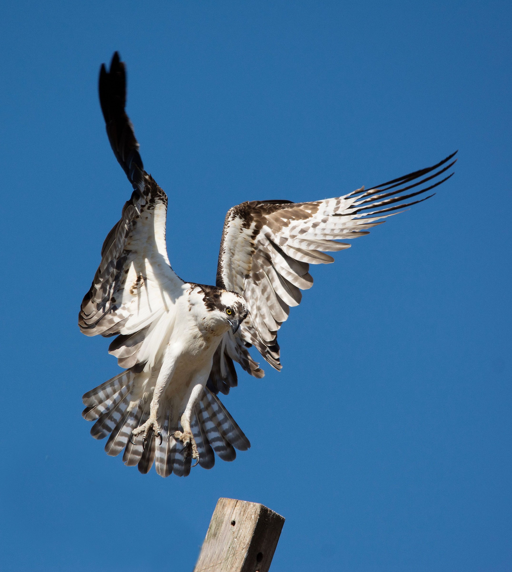 Osprey sono i miei amici!