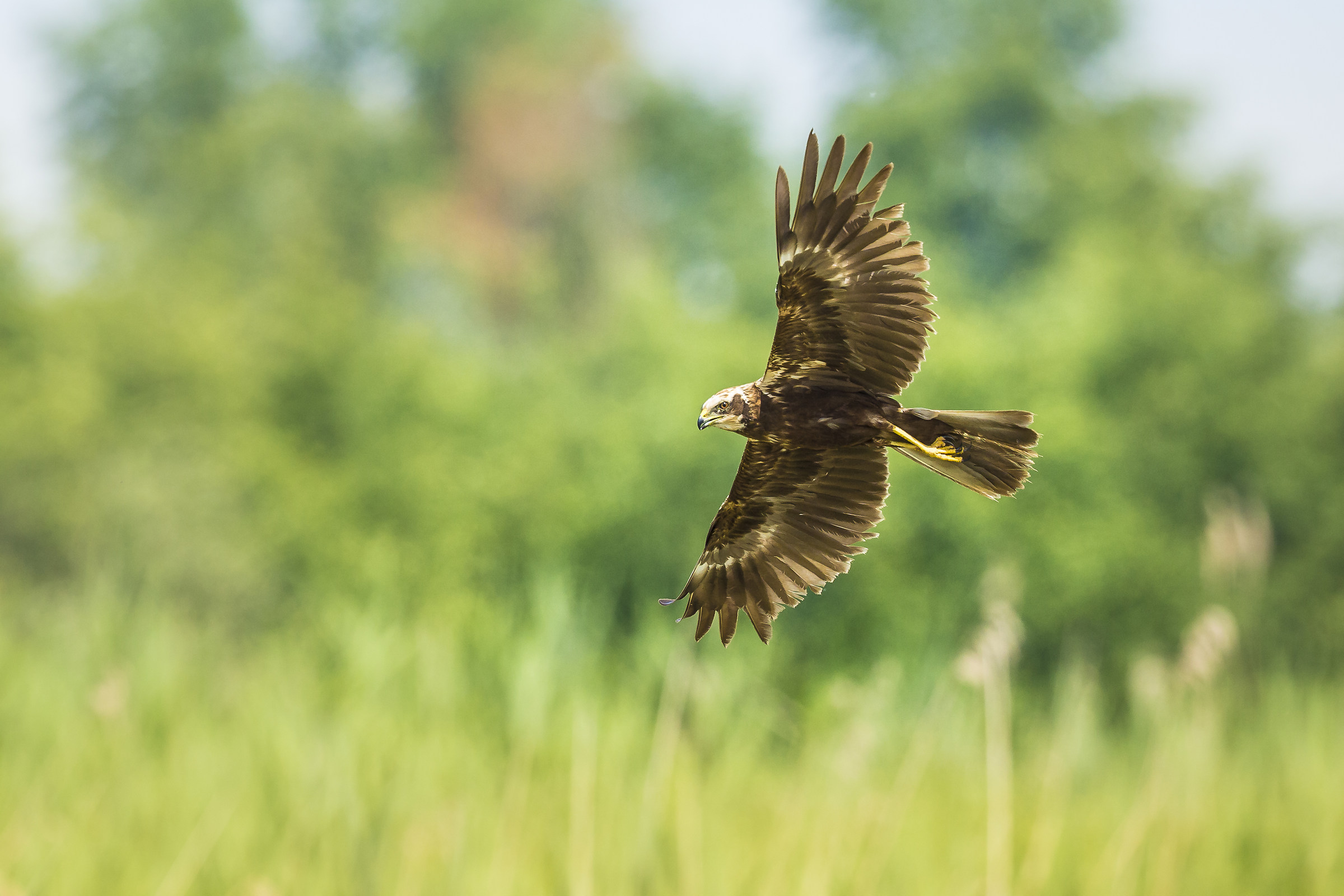 marsh harrier
