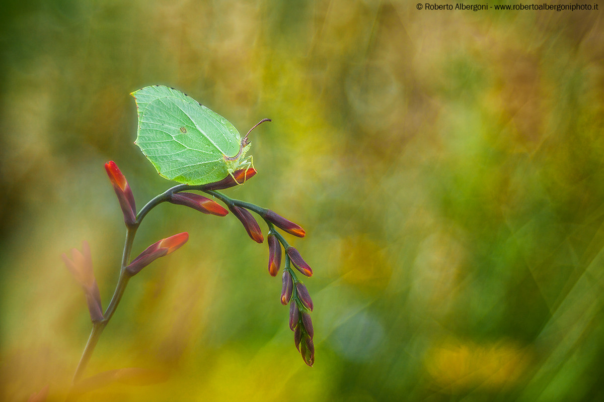 Un sogno che si avvera