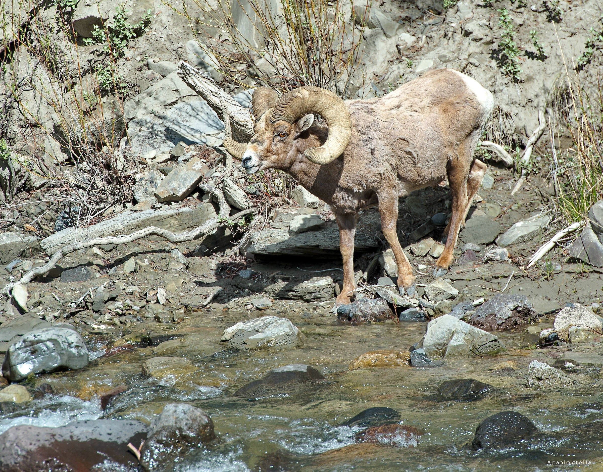 big horn sheep (Ovis canadensis)