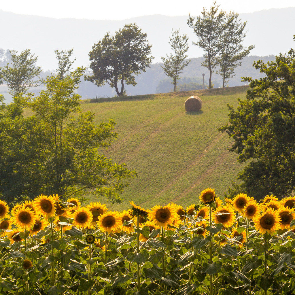 Mugello e Girasoli