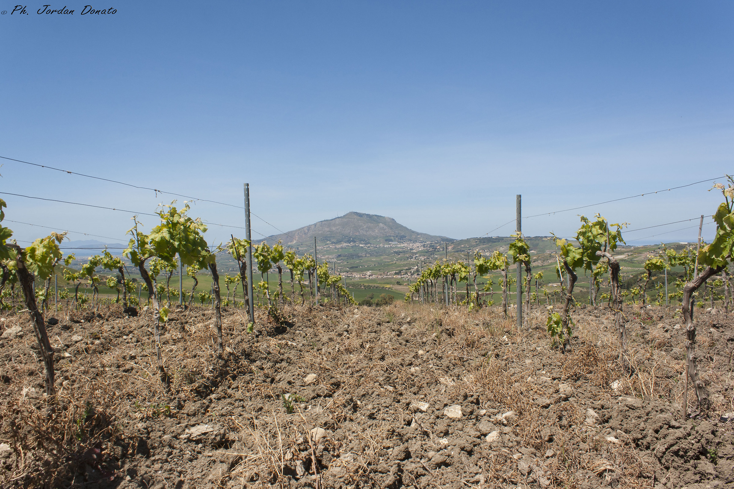 Vigneti di Buseto - TP