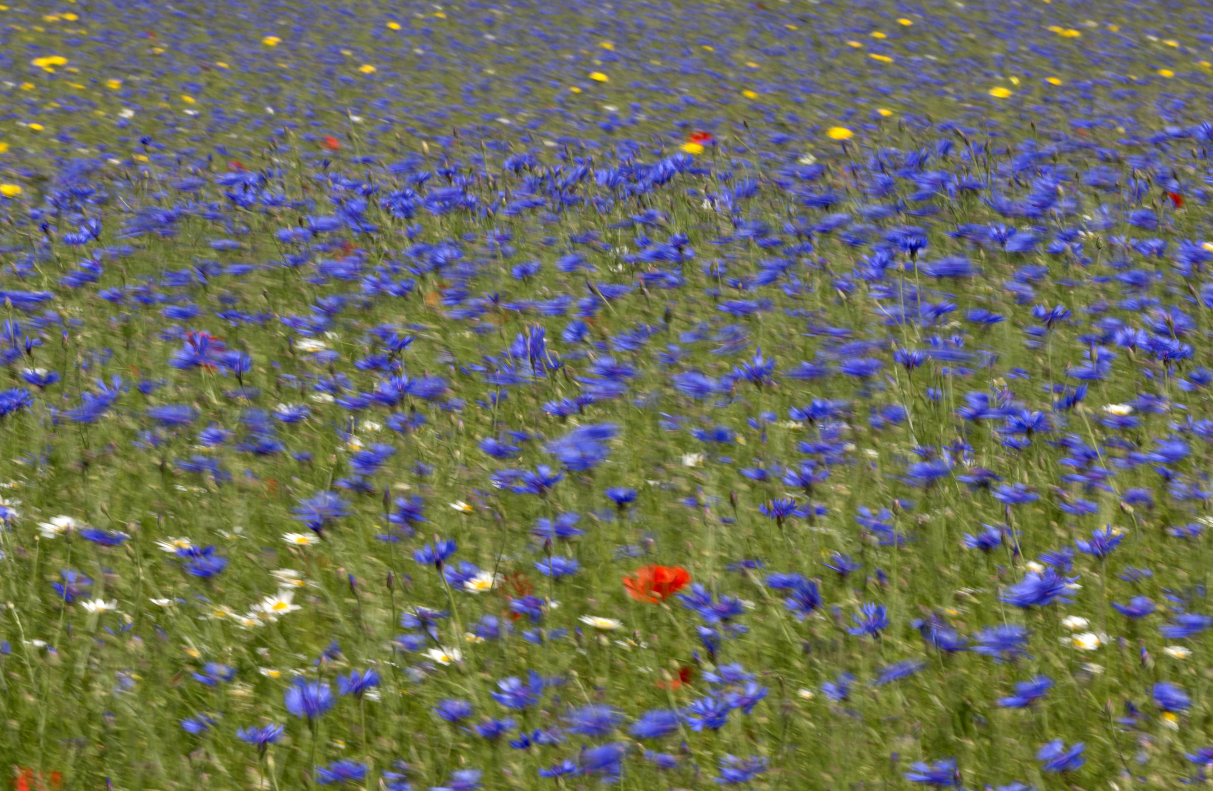 The wind and cornflowers