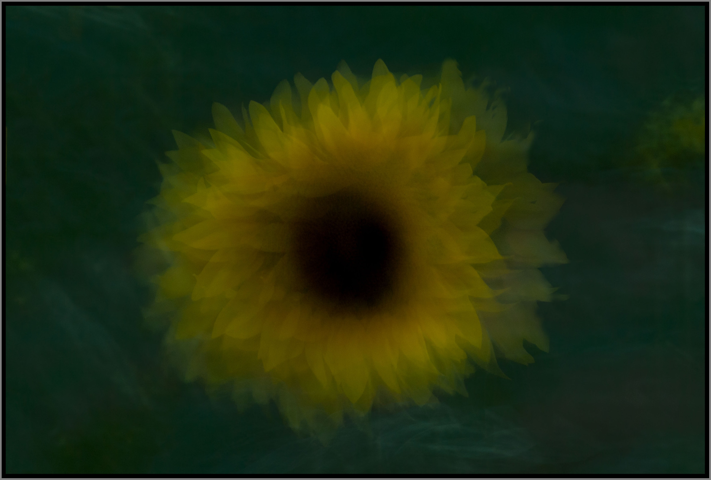 Dipingendo il girasole