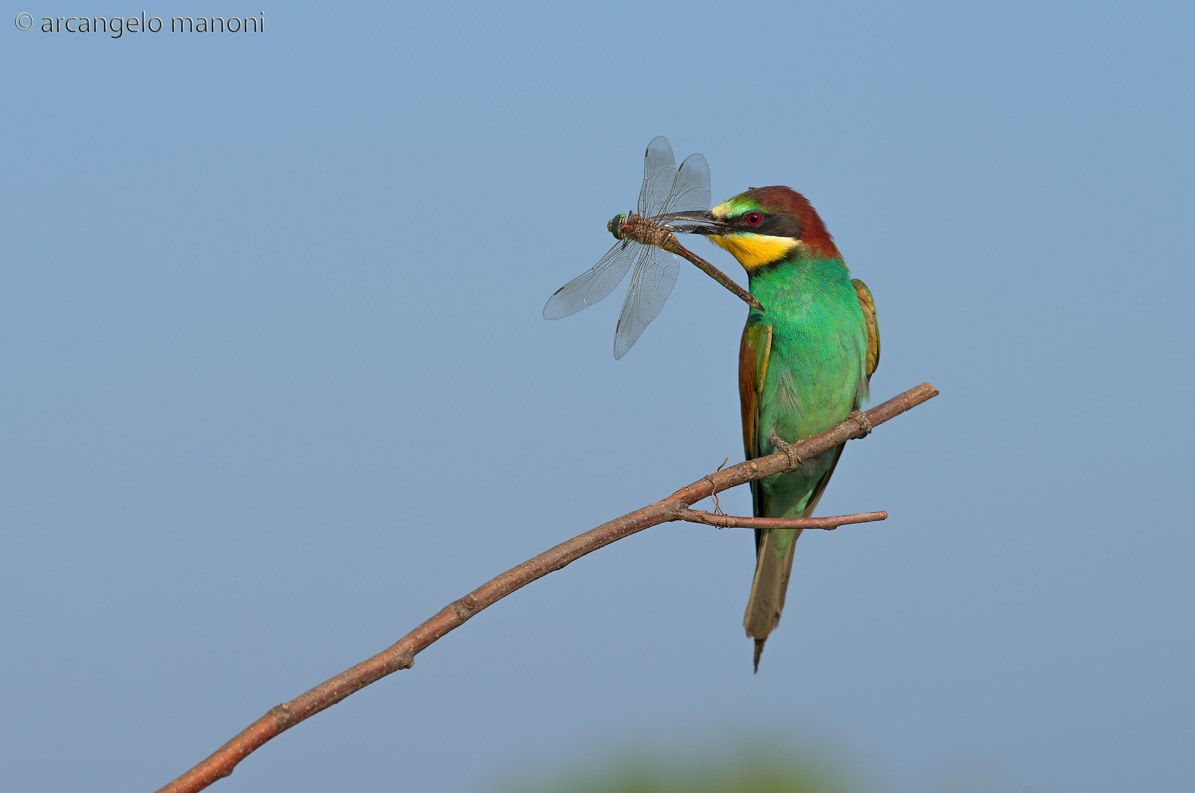 Una libellula per la nidiata
