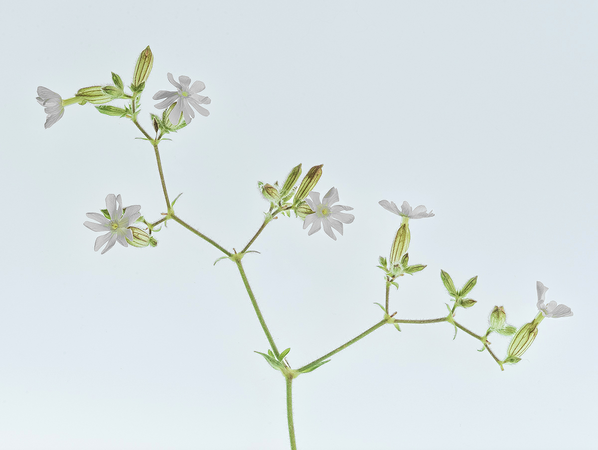 It flourishes everywhere