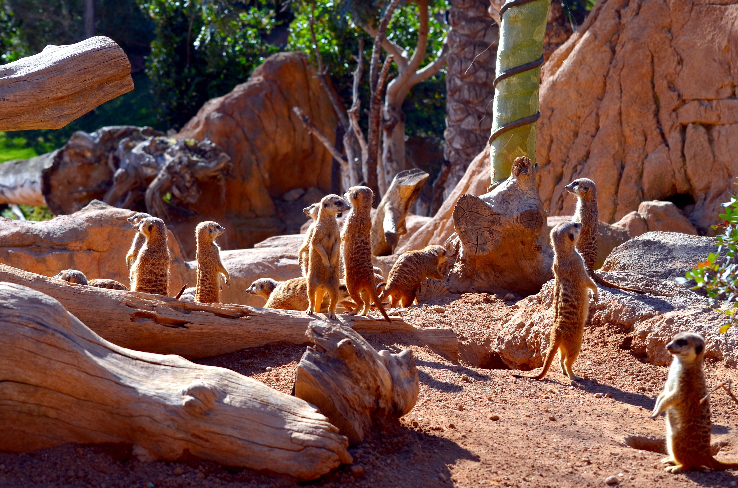 Meerkats at attention