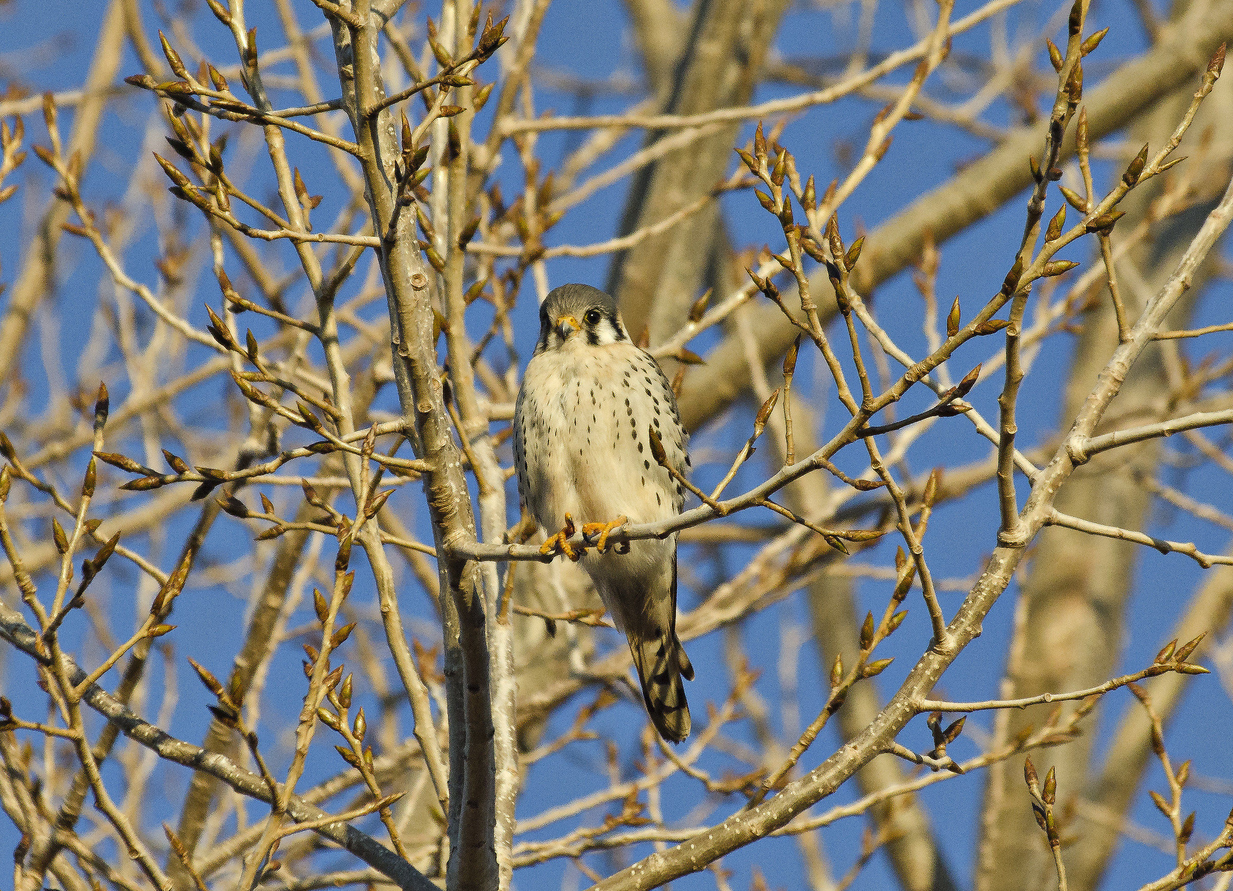 Halconcito comùn - Falco Sparverius