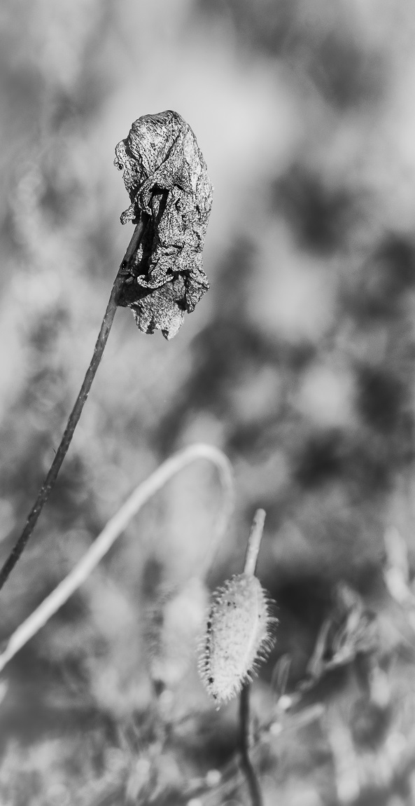 la vecchiaia di un papavero