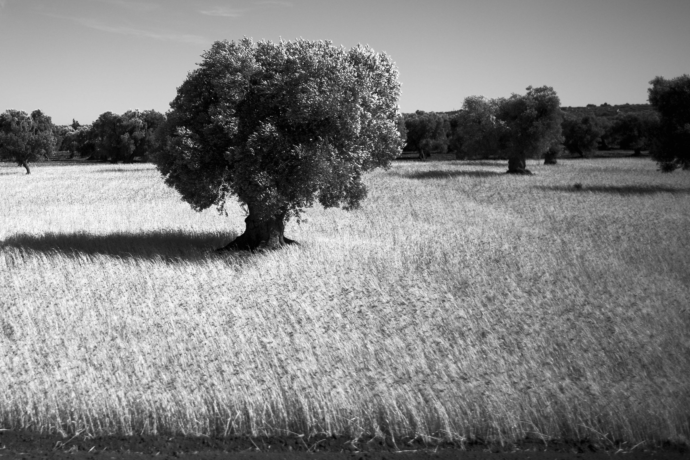 Olivo Ostuni b / w