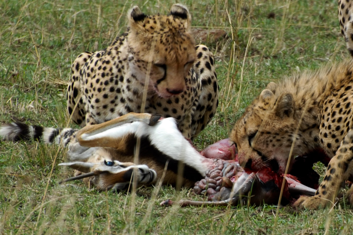 Il pasto delle figlie