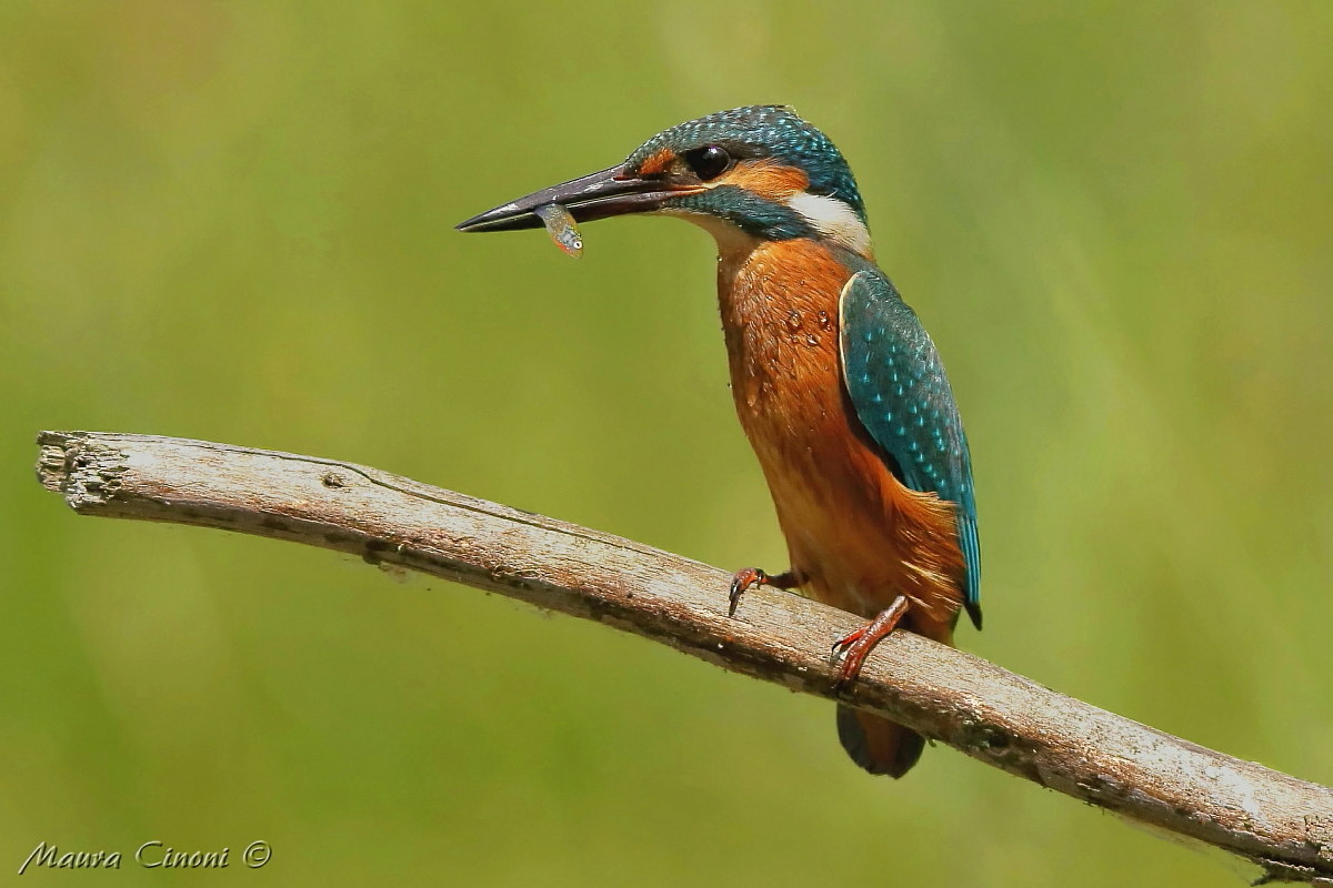 Kingfisher Juv