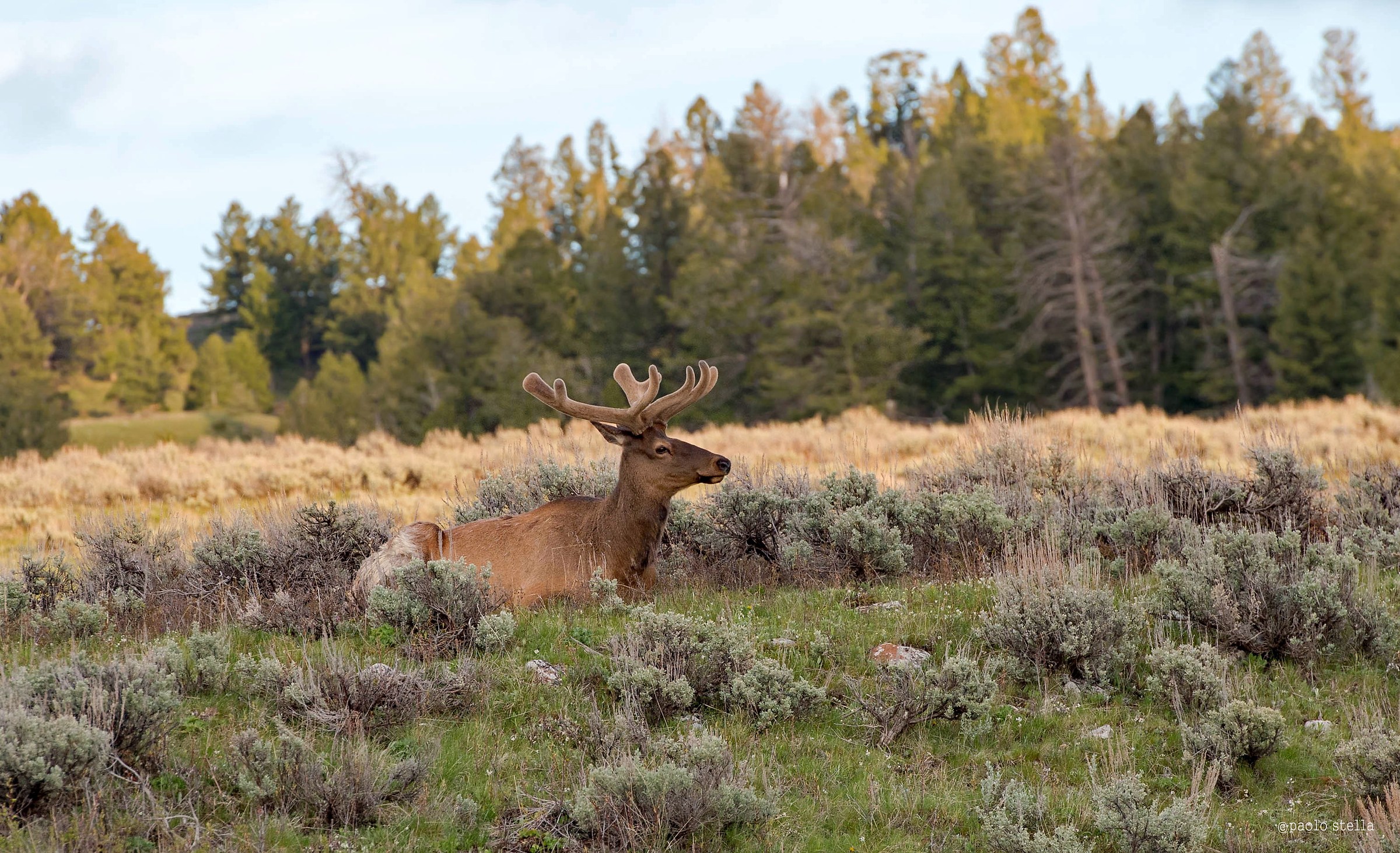 Mule Deer (Odocoileus hemionus)