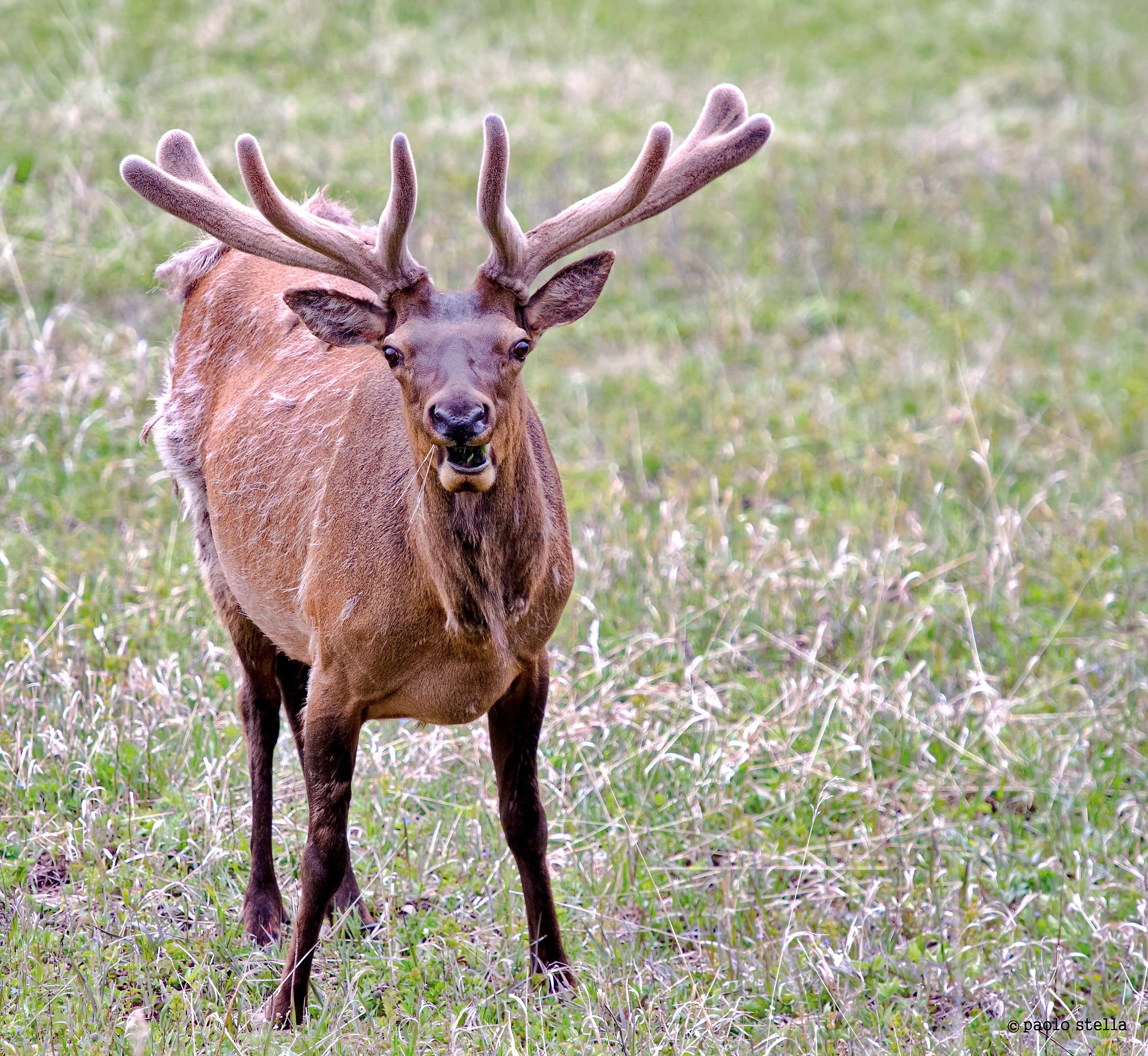 Mule Deer (Odocoileus hemionus)