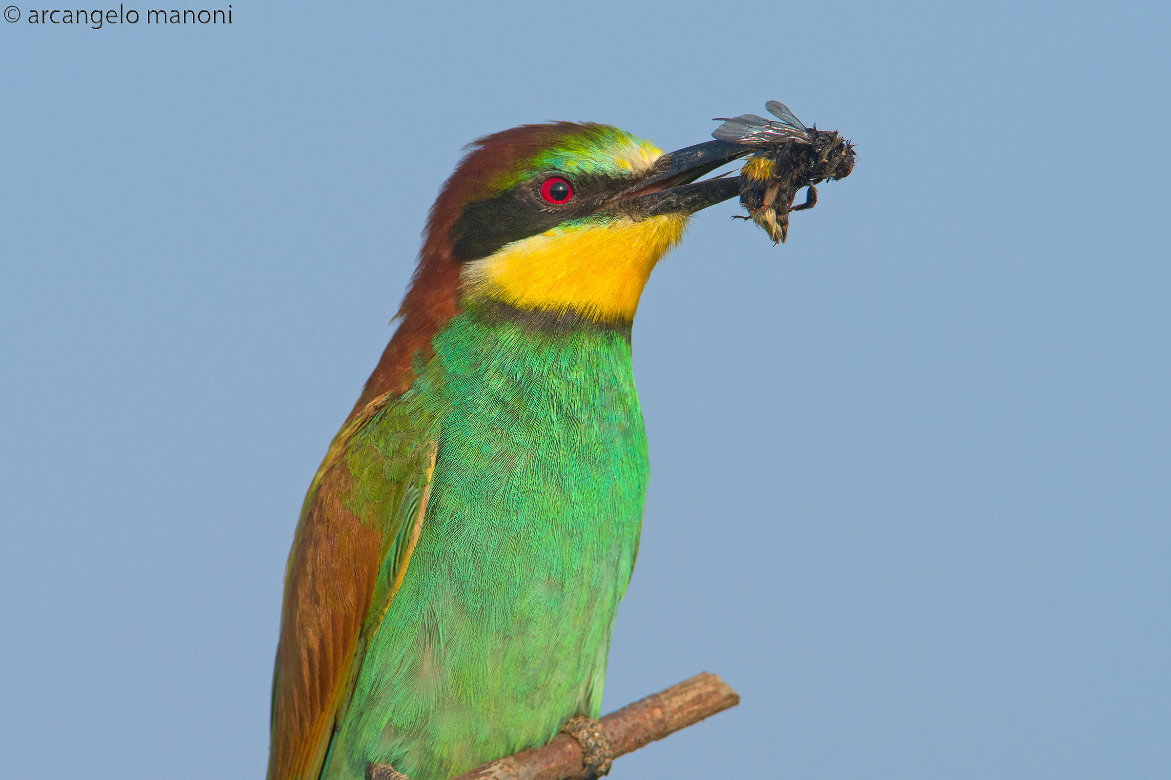 Gruccione con preda 2
