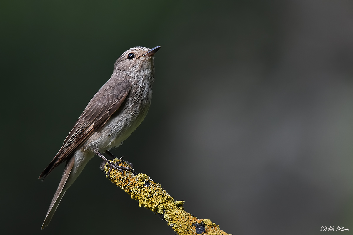 Flycatcher ascetic ....