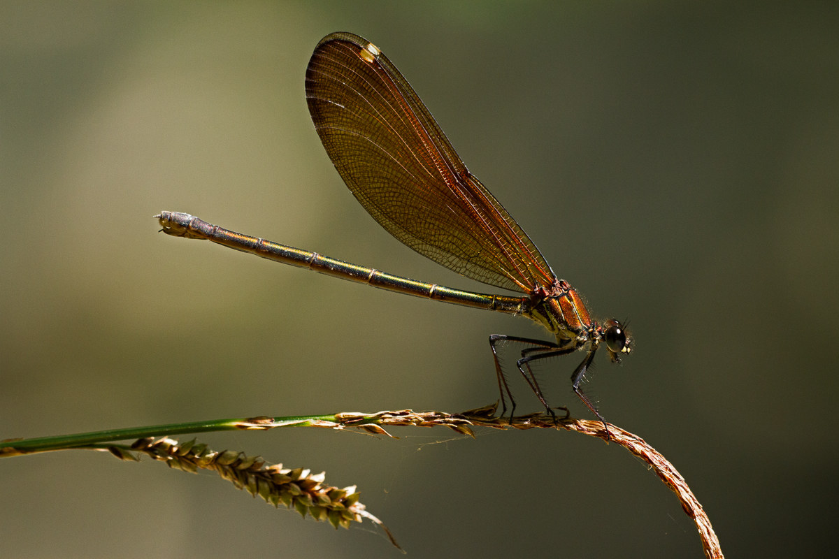 Calopteryx haemorrhoidalis - Femmina