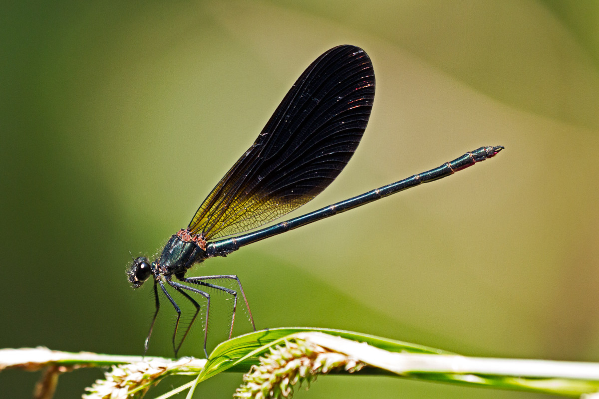 Calopteryx haemorrhoidalis - Maschio