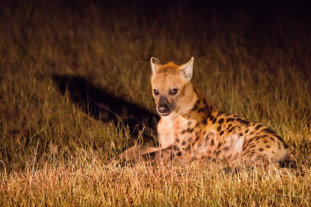 Giovane jena in notturna